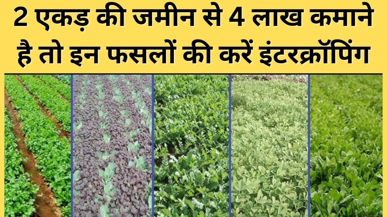 इन फसलों की करें इंटरक्रॉपिंग
