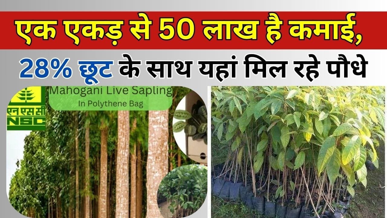 28% छूट के साथ यहां मिल रहे पौधे