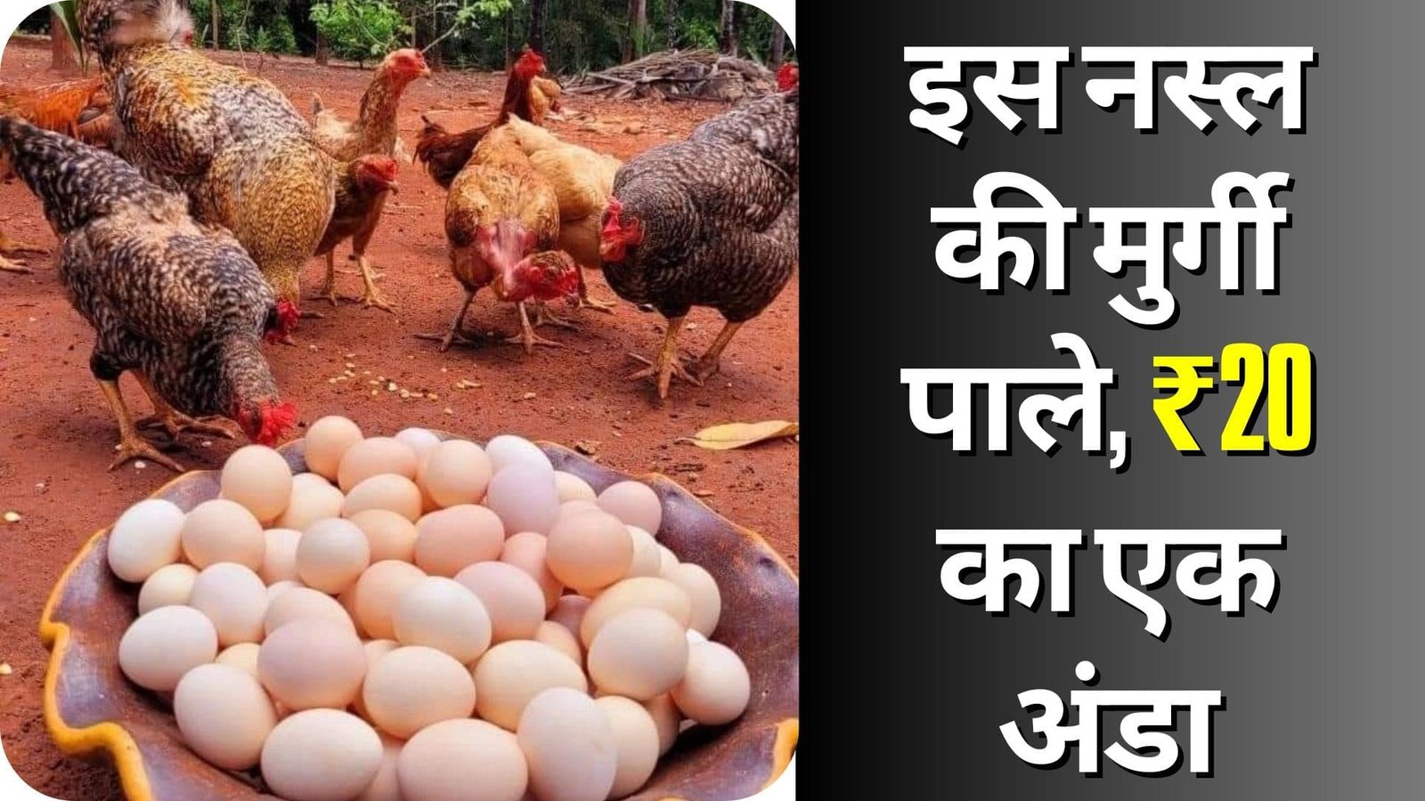 इस नस्ल की मुर्गी पाले, ₹20 का एक अंडा बिकता है