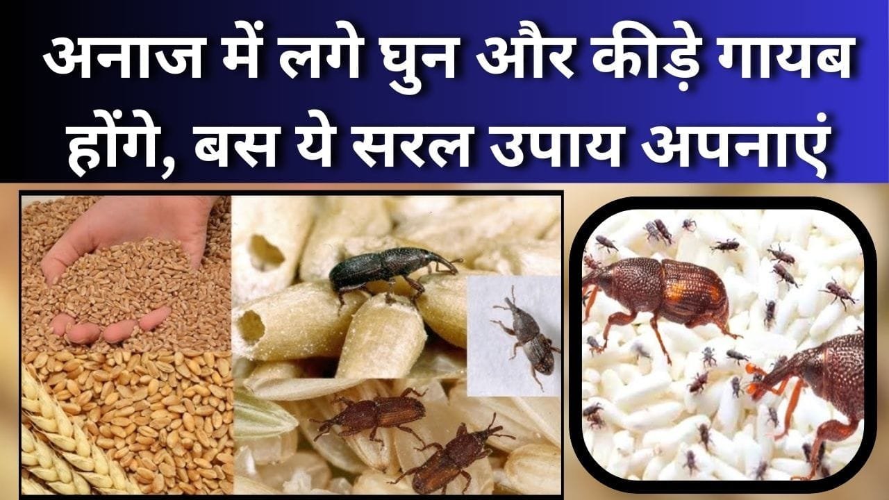 अनाज में लगे घुन और कीड़े गायब होंगे