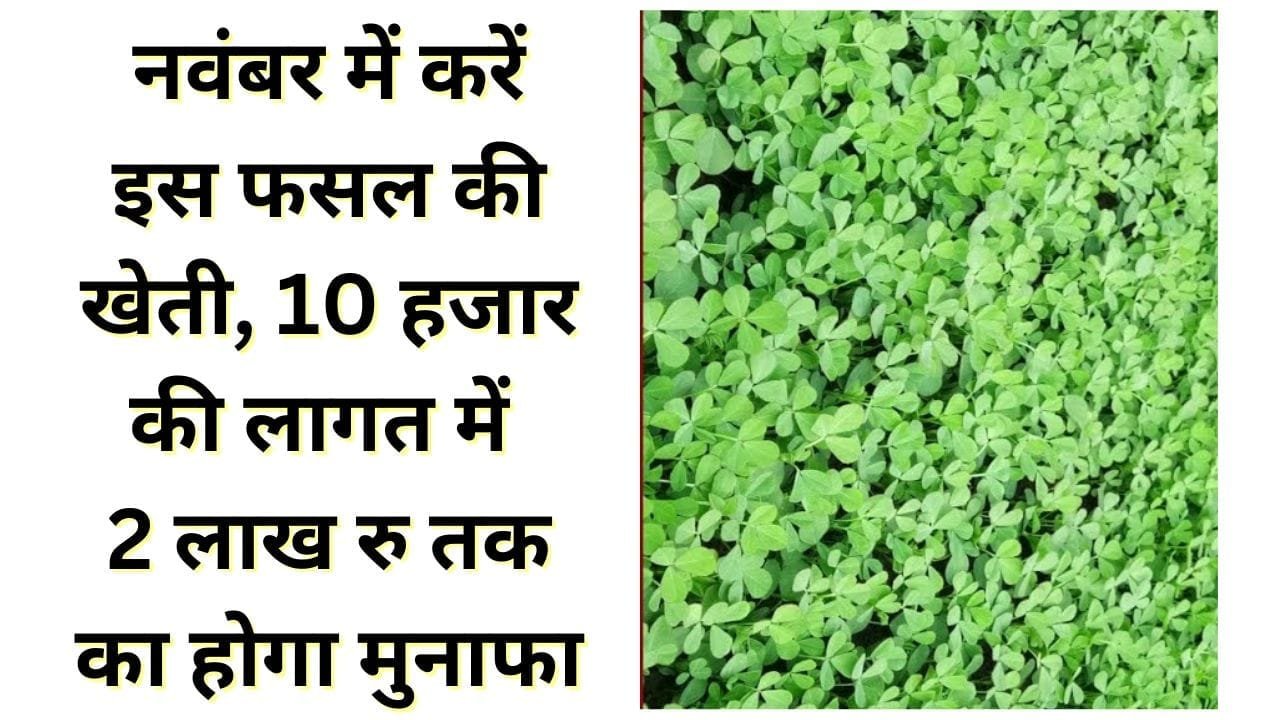नवंबर में करें इस फसल की खेती