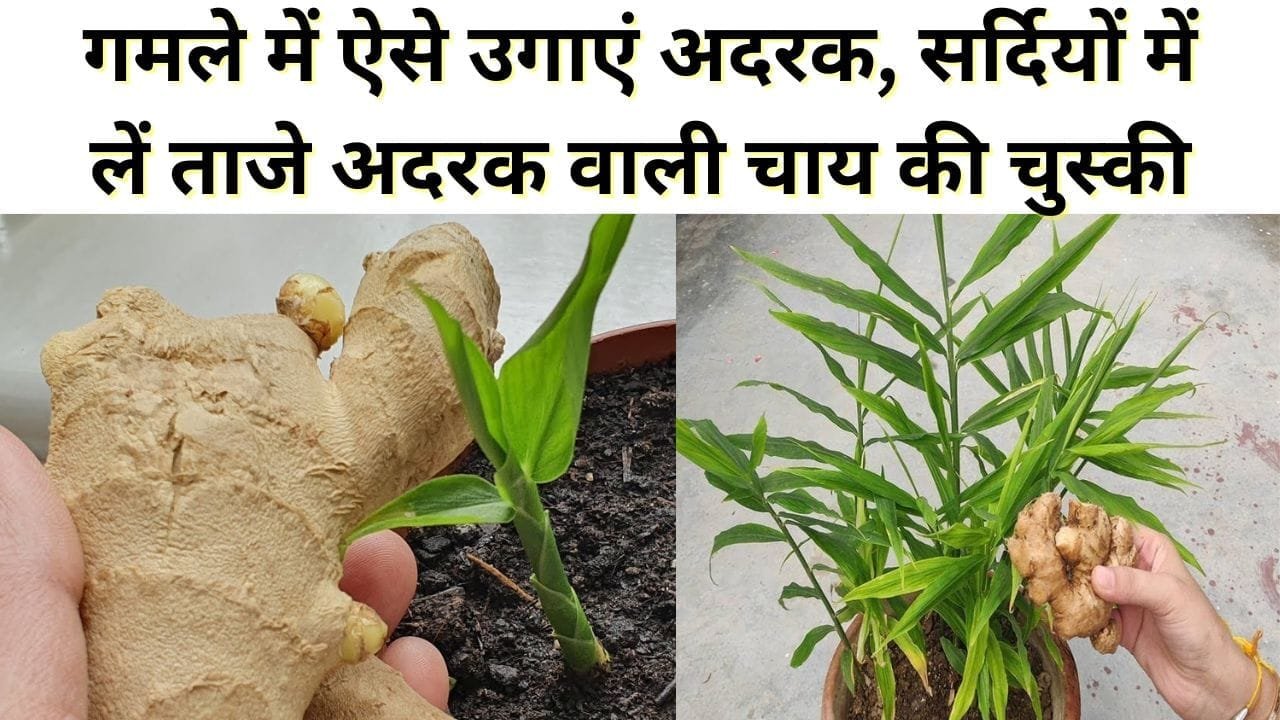 गमले में ऐसे उगाएं अदरक