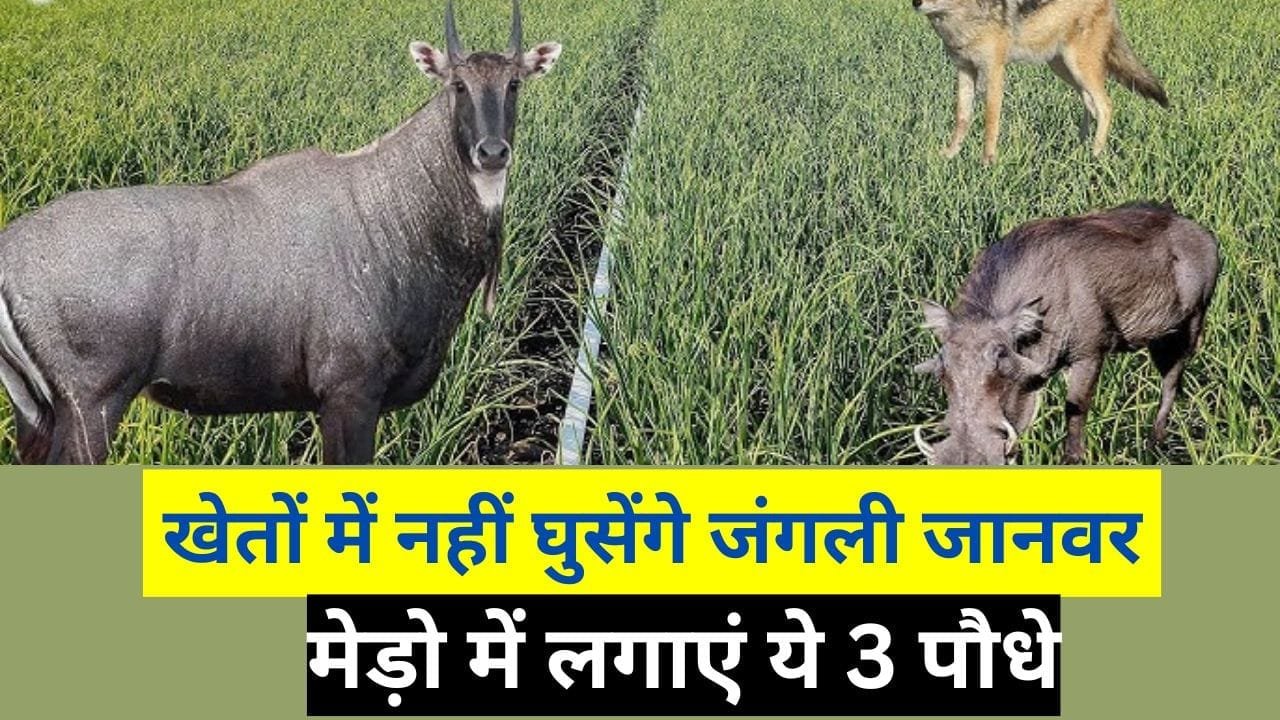 खेतों में नहीं घुसेंगे जंगली जानवर, मेड़ो में लगाएं ये 3 पौधे