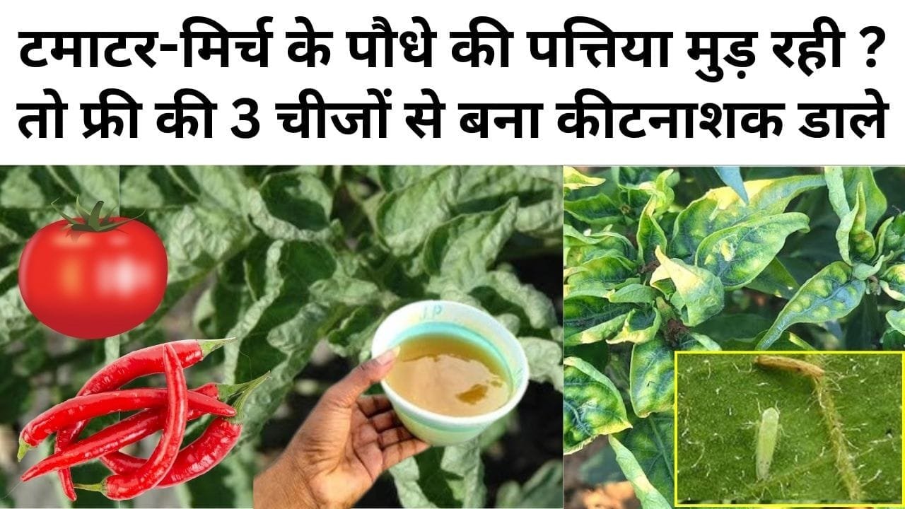 टमाटर-मिर्च के पौधे की पत्तिया मुड़ रही