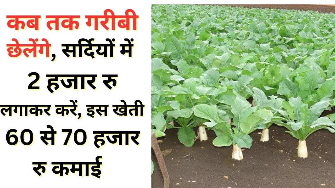 सर्दियों में 2 हजार रु लगाकर करें इस सब्जी की खेती