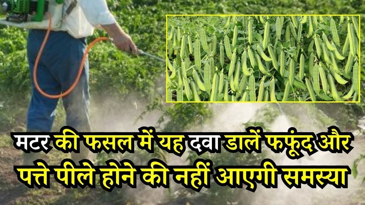 मटर की फसल