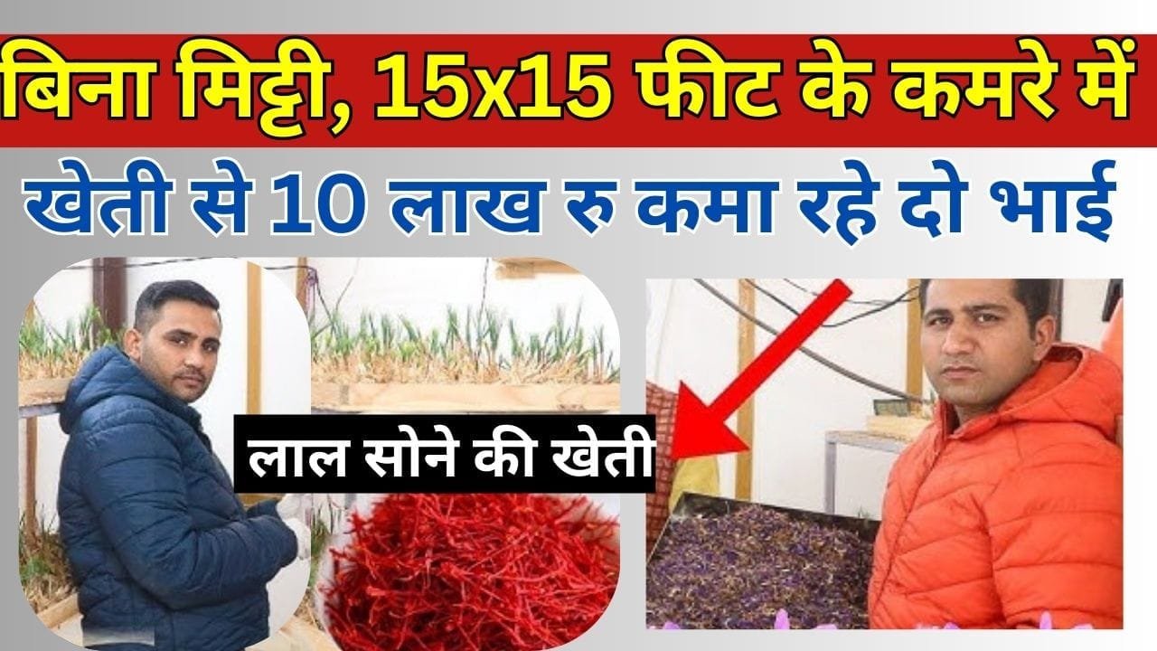 इस लाल सोने की खेती