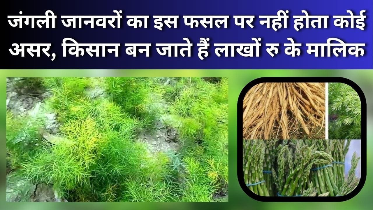 जंगली जानवरों का इस फसल पर नहीं होता कोई असर