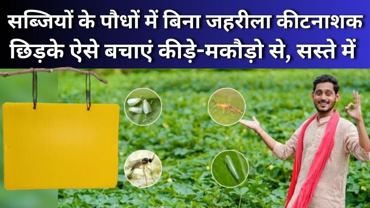 सब्जियों के पौधे को बिना जहरीला कीटनाशक छिड़के