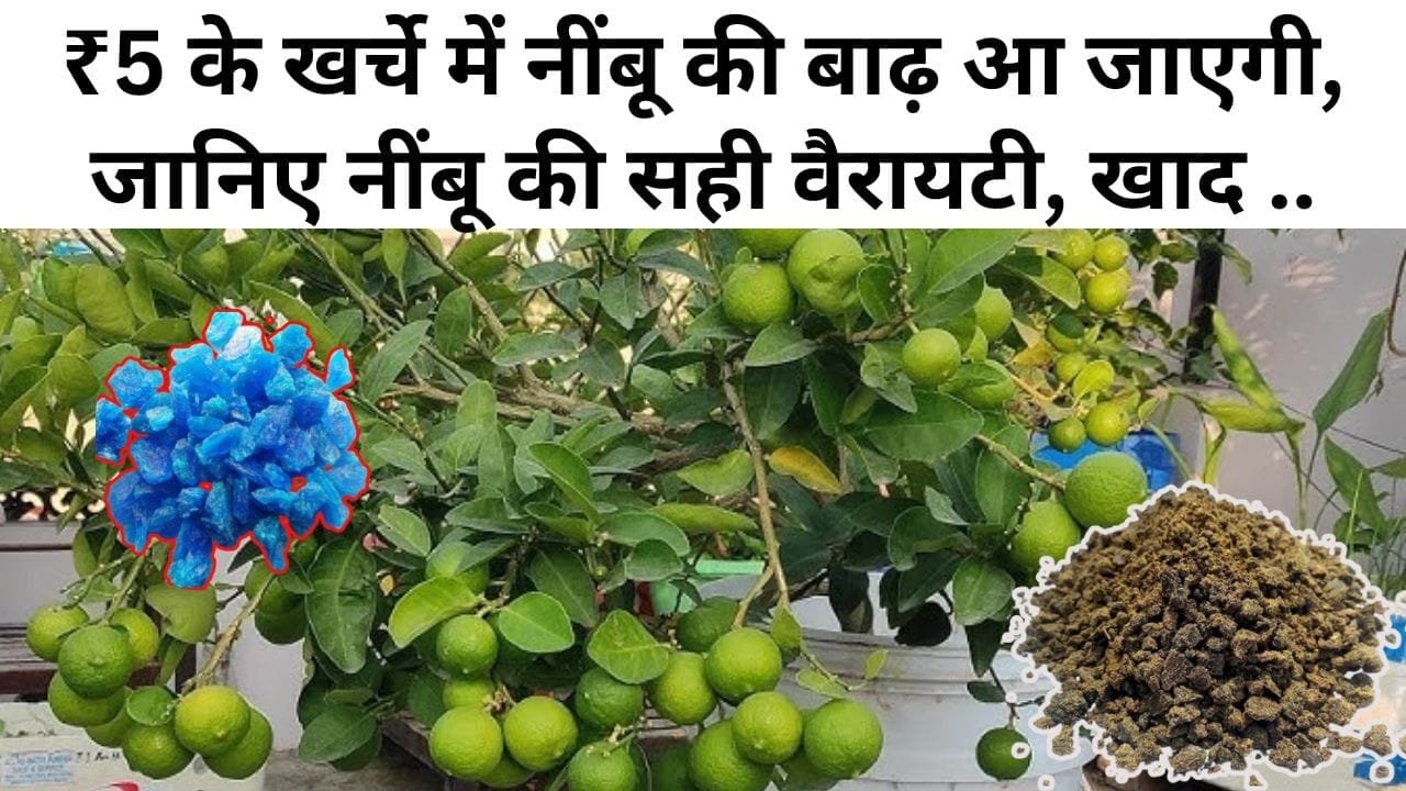 Gardening Tips