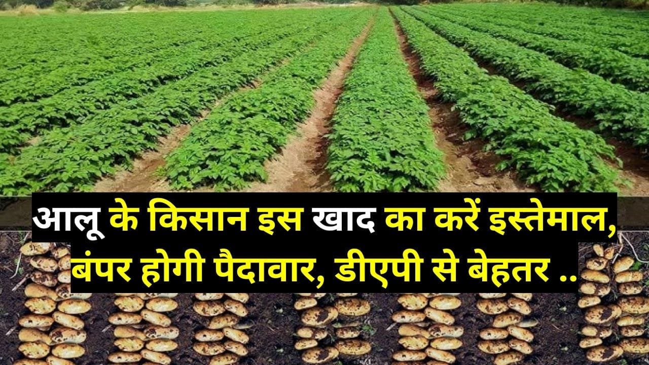 आलू के किसान इस खाद का करें इस्तेमाल