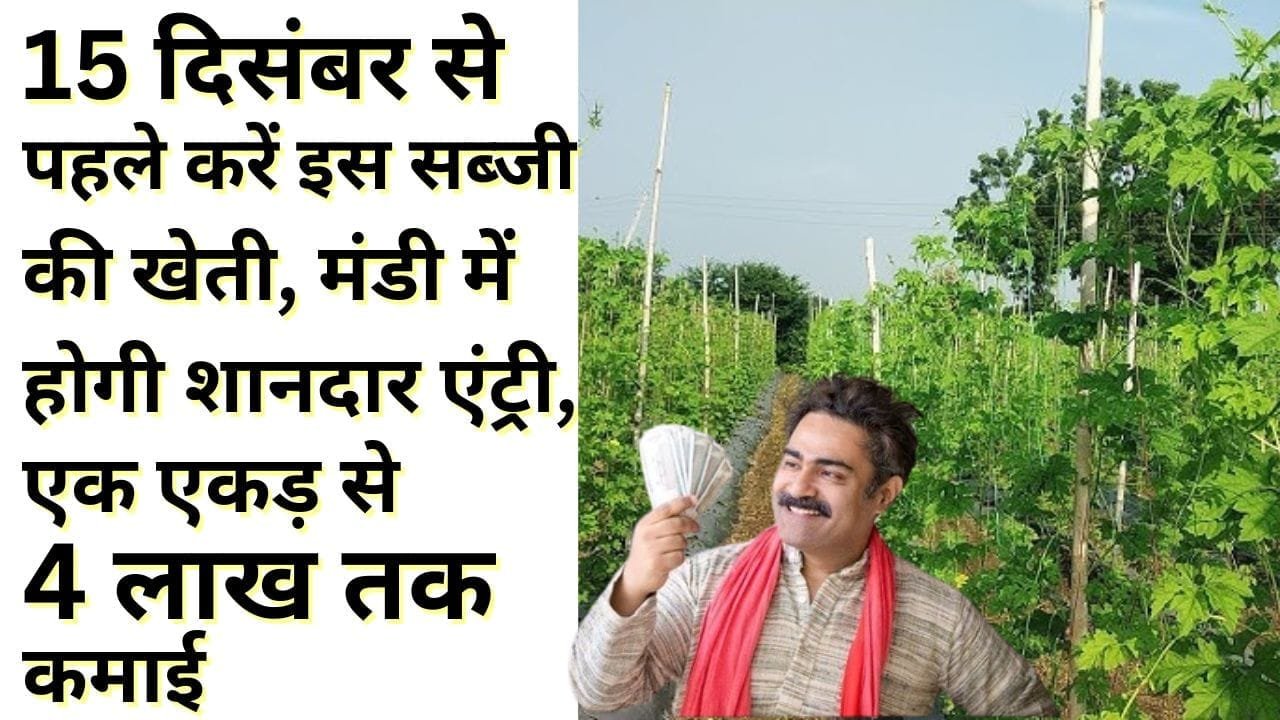 15 दिसंबर से पहले करें इस सब्जी की खेती
