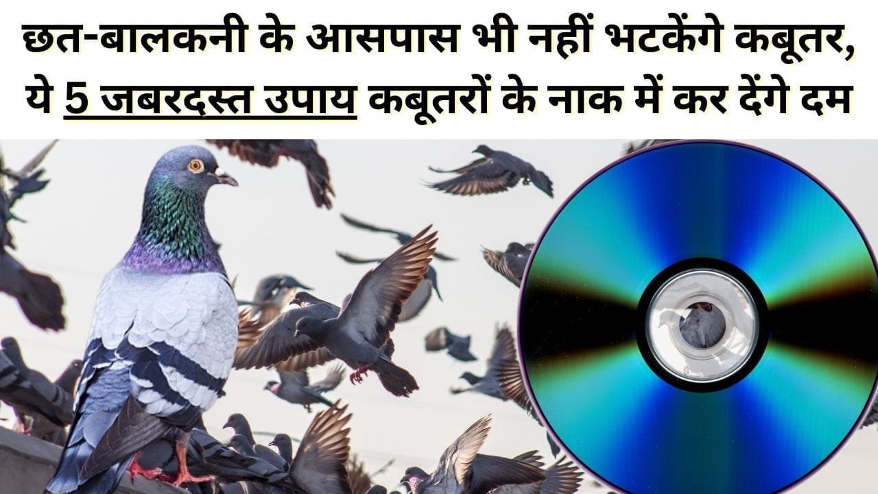 ये 5 जबरदस्त उपाय कबूतरों के नाक में कर देंगे दम