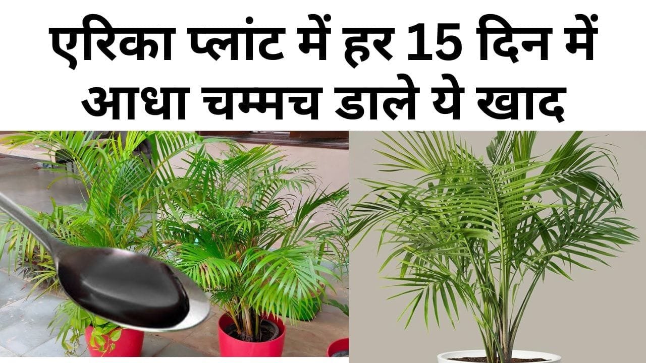 Gardening Tips: एरिका प्लांट में हर 15 दिन में आधा चम्मच डाले ये खाद, 12 महीने हरा-भरा-घना रहेगा पौधा
