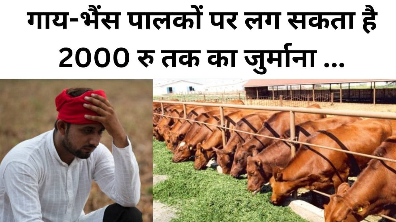 गाय भैंस पालकों पर लग सकता है 2000 रु तक का जुर्माना
