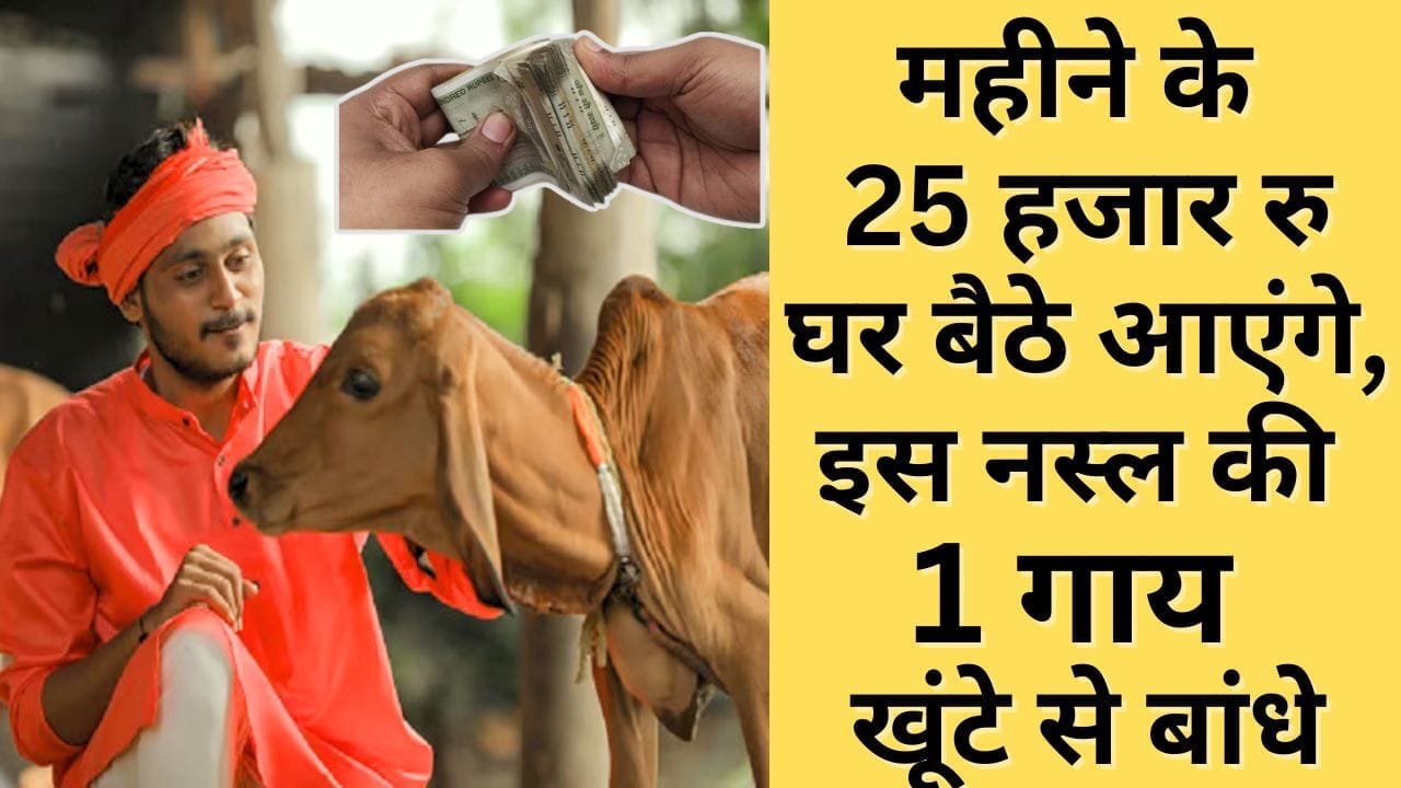 महीने के 25 हजार रु घर बैठे आएंगे, इस नस्ल की 1 गाय घर के खूंटे से बांधे, कमाई के साथ-साथ बचेगा खेती का खर्च