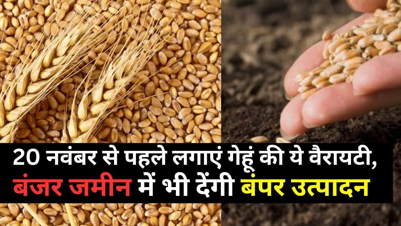 20 नवंबर से पहले लगाएं गेहूं की ये वैरायटी, बंजर जमीन में भी देगी बंपर उत्पादन, कम पानी में हो जाएगी खेती, जानिए किस्म के नाम और खासियत