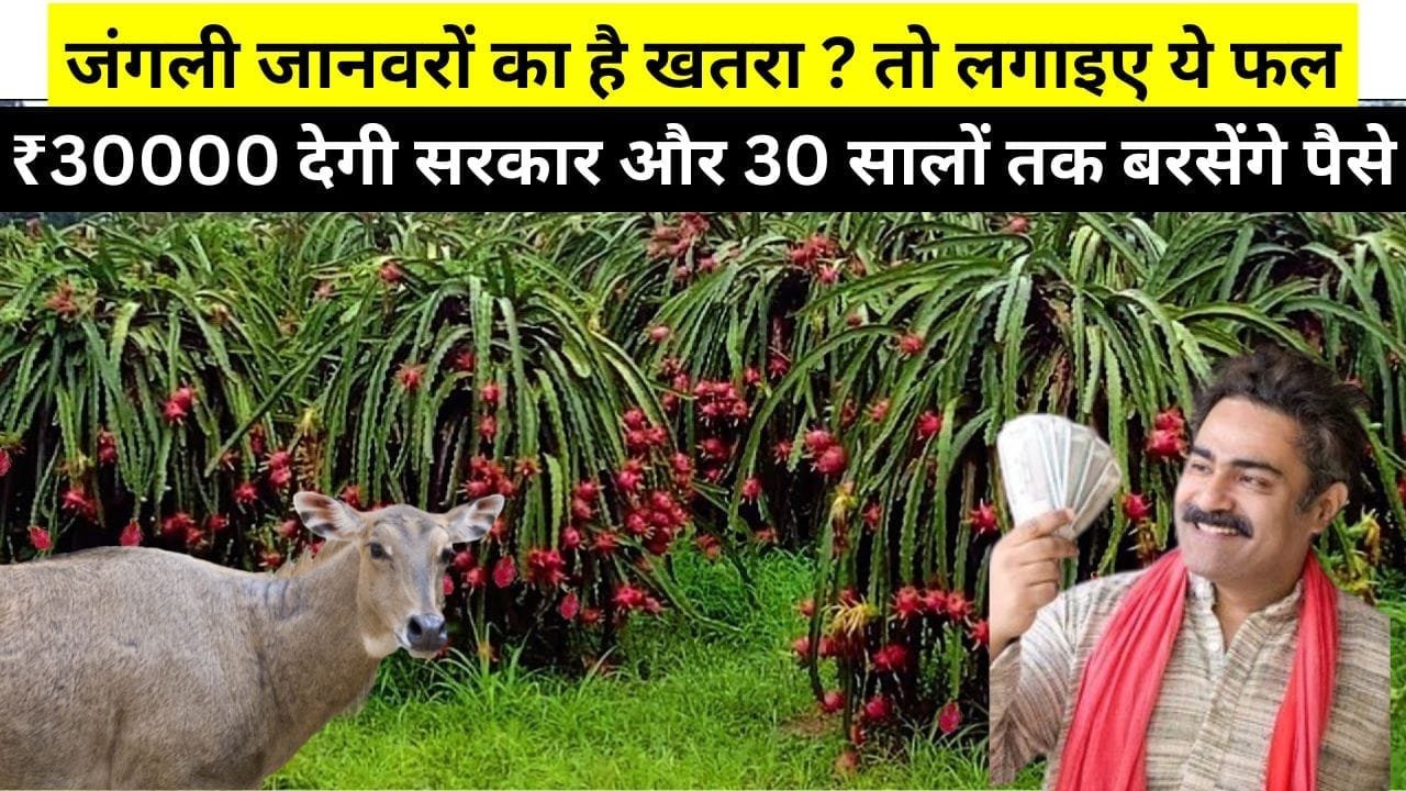 जंगली जानवरों का है खतरा ? तो लगाइए ये फल