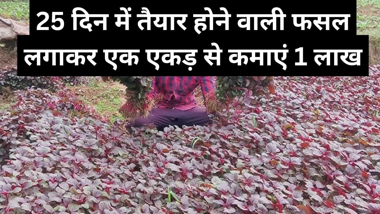 25 दिन में तैयार होने वाली फसल लगाकर एक एकड़ से कमाएं 1 लाख