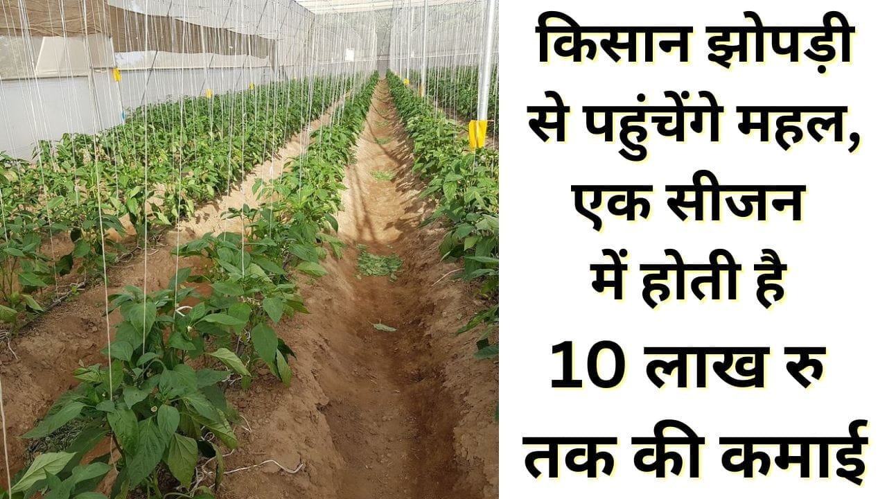 एक सीजन में होती है 10 लाख तक की कमाई