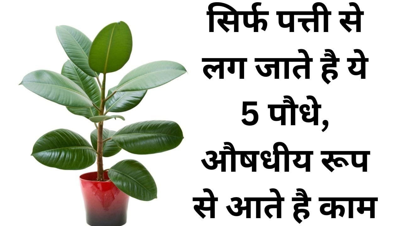 सिर्फ पत्ती से लग जाते है ये 5 पौधे, औषधीय रूप से आते है काम