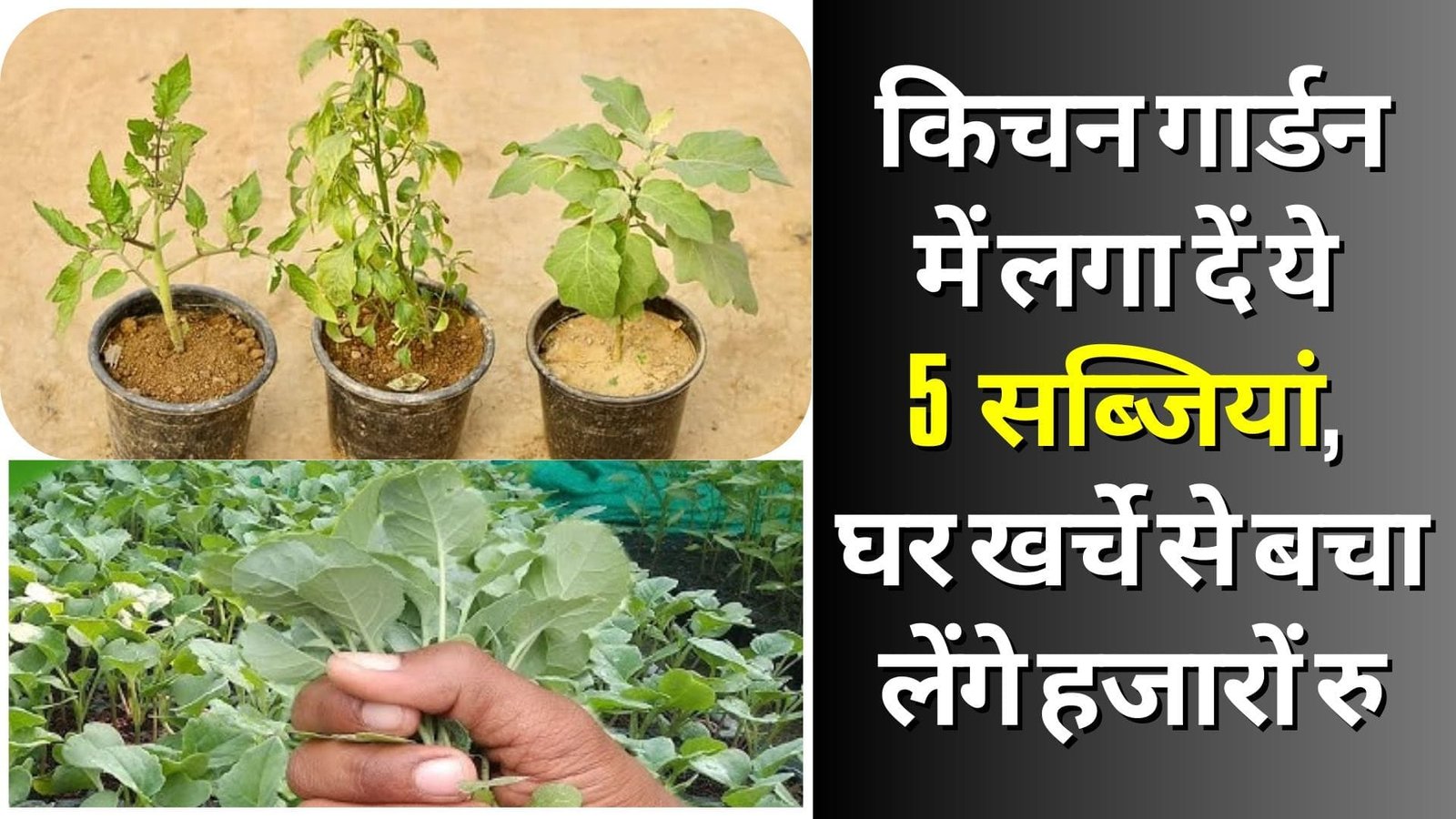 किचन गार्डन में लगा दें ये 5 सब्जियां