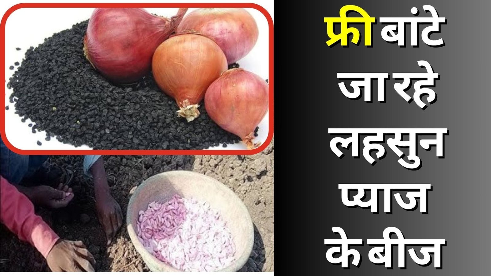 फ्री बांटे जा रहे लहसुन-प्याज के बीज