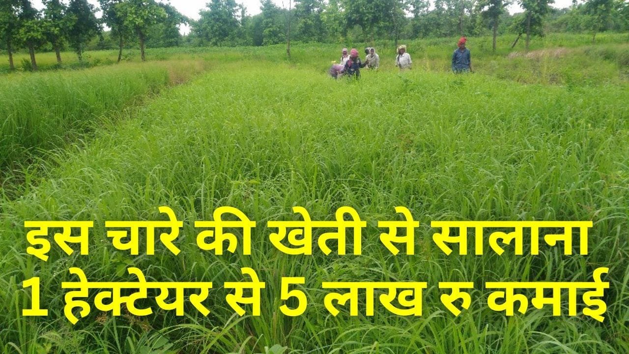 अनाज-सब्जी नहीं इस चारे की खेती से सालाना होगी एक हेक्टेयर से 5 लाख रु की कमाई, जानिये खर्चा और फसल का नाम