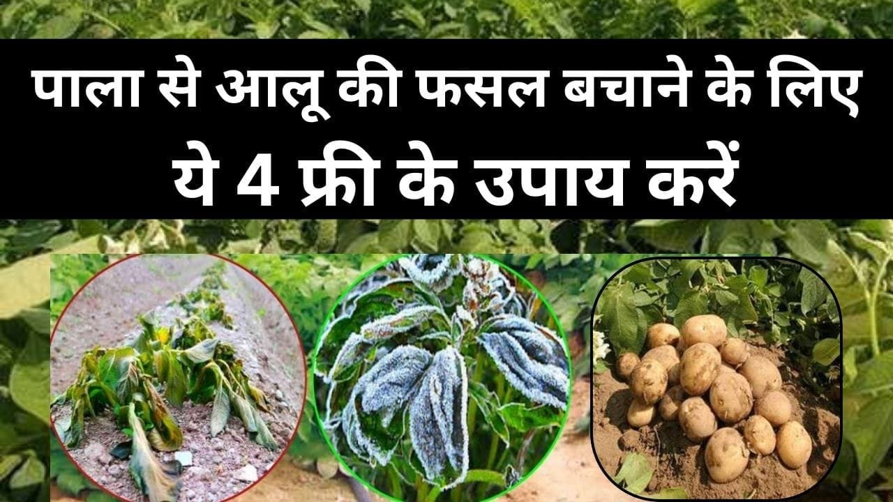 फसल को नहीं लगेगा पाला