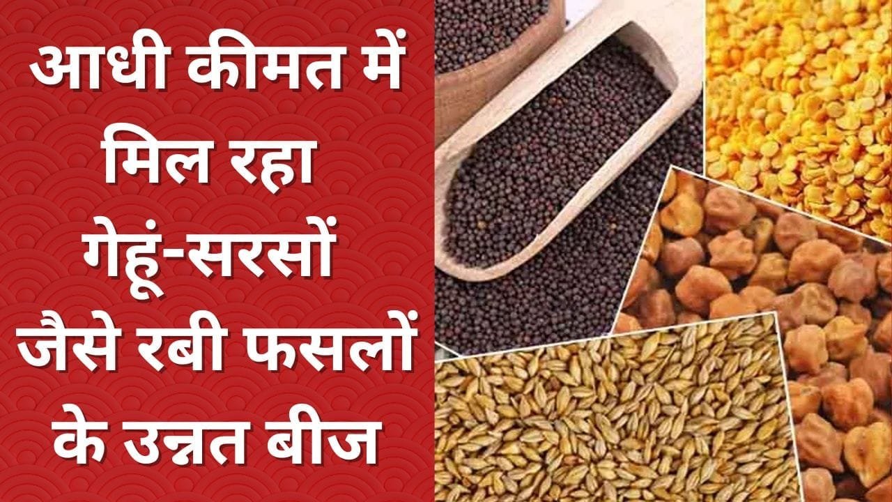 गेहूं-सरसों जैसे रबी फसलों के उन्नत बीज
