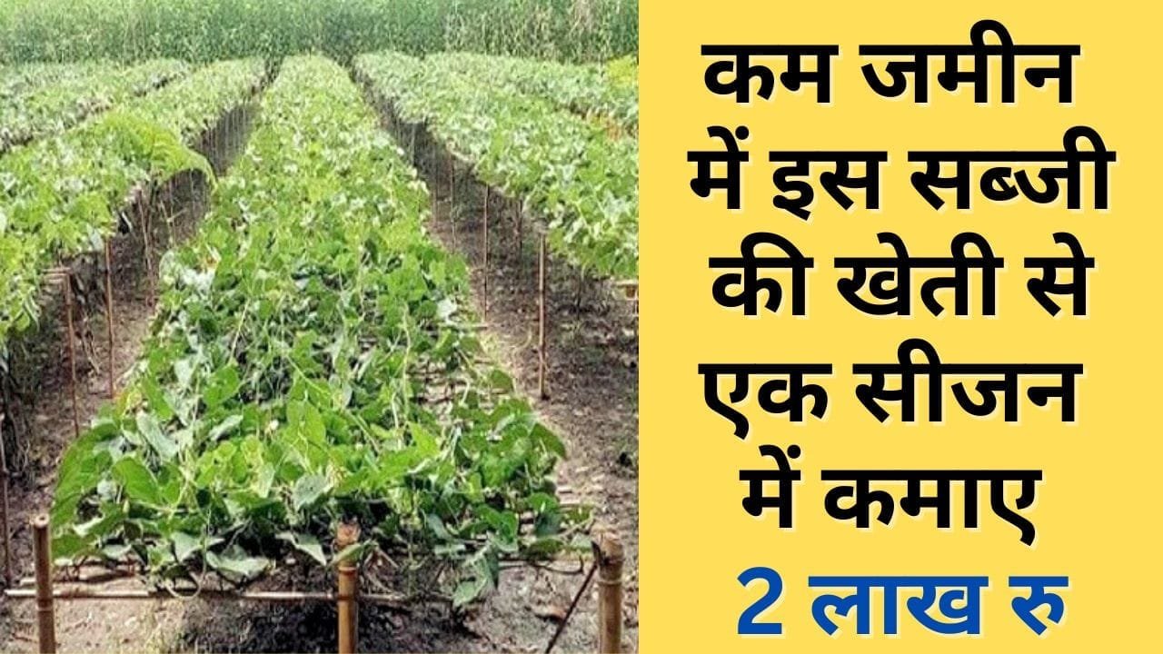 कम जमीन में इस सब्जी की खेती से एक सीजन में कमाए 2 लाख