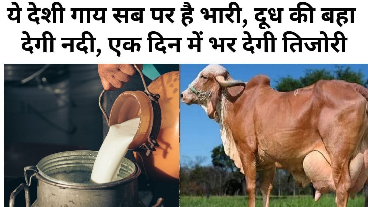 ये देशी गाय सब पर है भारी
