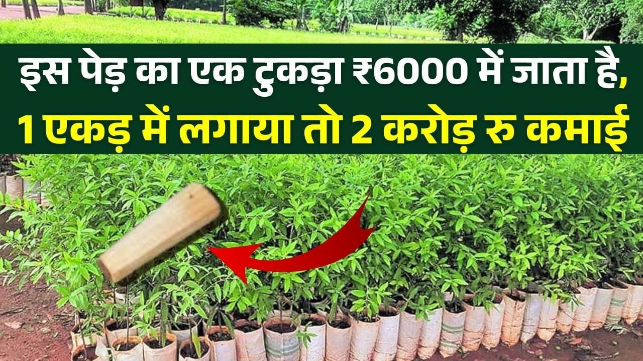 इस पेड़ का एक टुकड़ा ₹6000 में जाता है