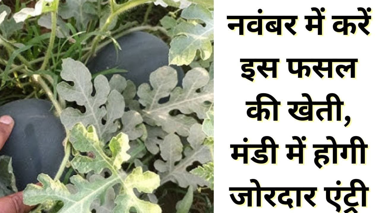 नवंबर में करें इस फसल की खेती