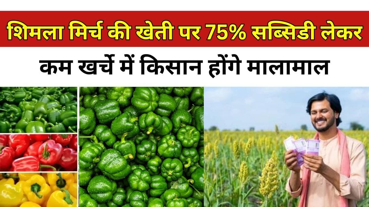 शिमला मिर्च की खेती के लिए 75% की सब्सिडी दे रही सरकार