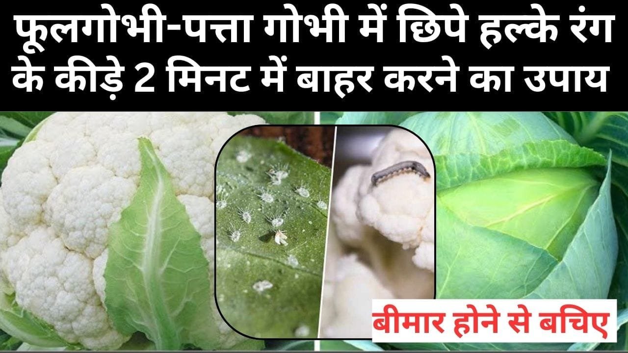 फूलगोभी-पत्ता गोभी में छिपे हल्के रंग के कीड़े 2 मिनट में होंगे बाहर