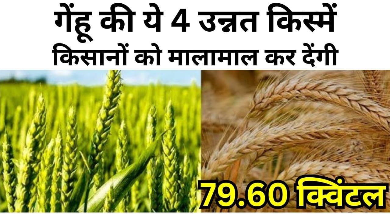 गेंहू की ये 4 उन्नत किस्में