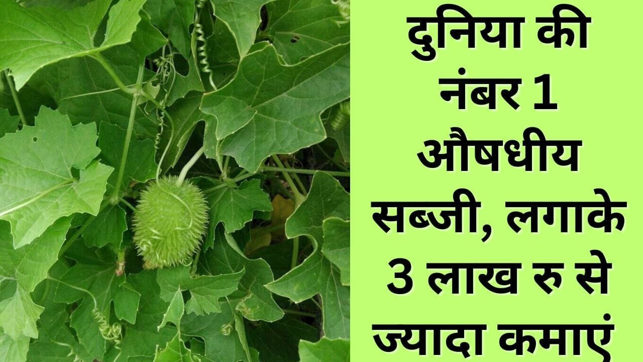 दुनिया की नंबर 1 औषधीय सब्जी