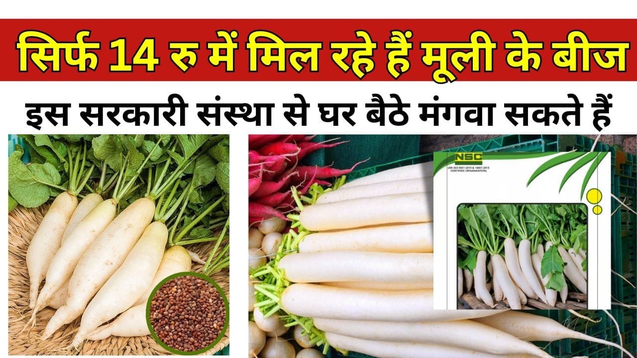 सिर्फ 14 रु में मिल रहे हैं मूली के बीज