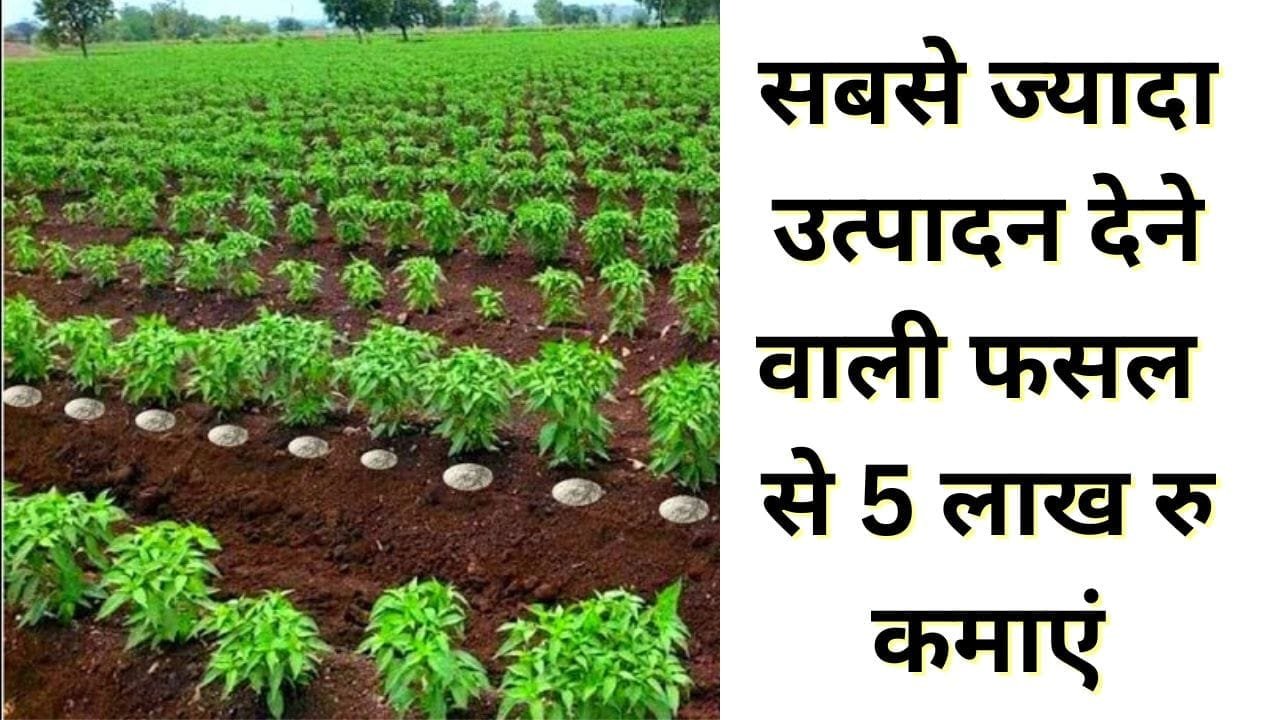 नवंबर में ऐसे करें तीखी सब्जी की खेती