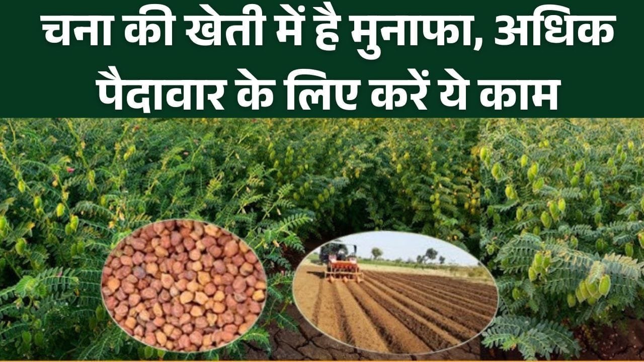 चना की खेती