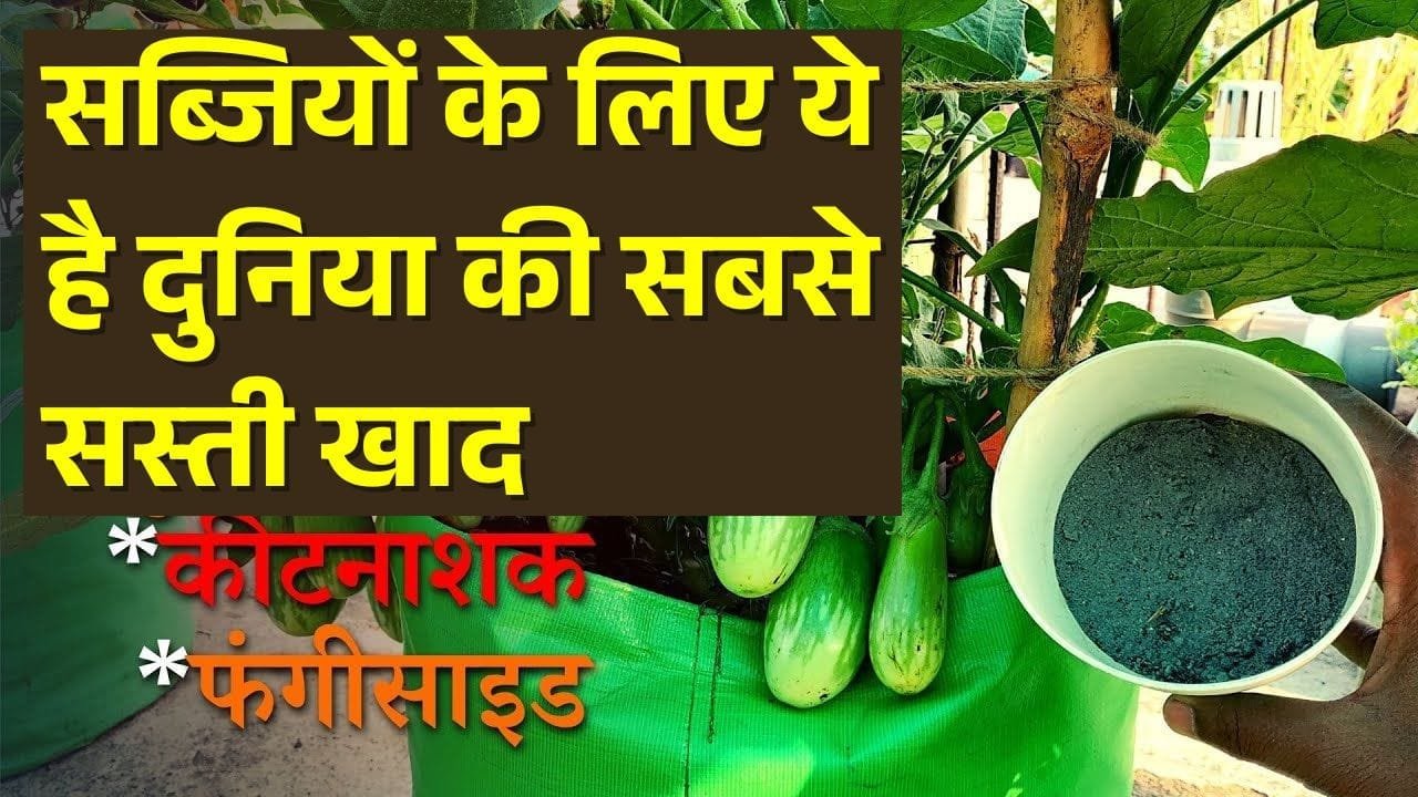 सब्जियों के लिए ये है दुनिया की सबसे सस्ती, आसानी से घर पर तैयार होने वाली खाद