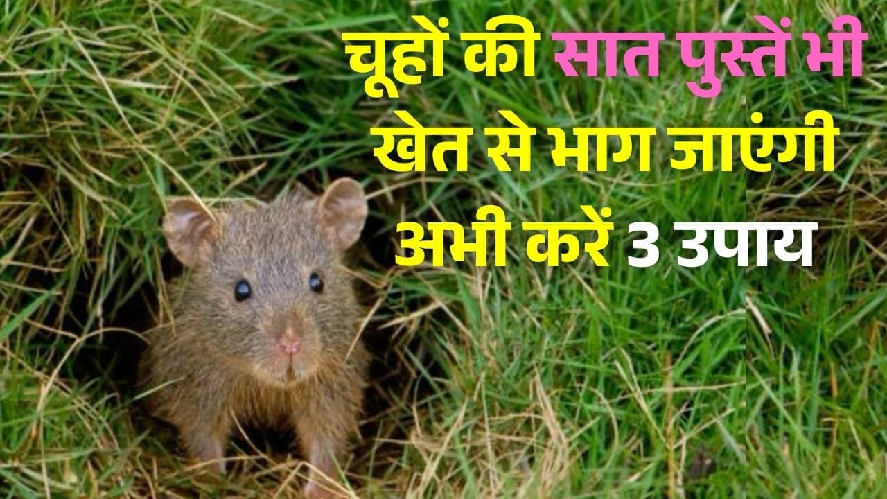 चूहों की वजह से घटती है गेहूं की पैदावार