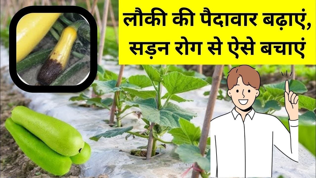 लौकी की पैदावार बढ़ाएं, सड़न रोग से ऐसे बचाएं