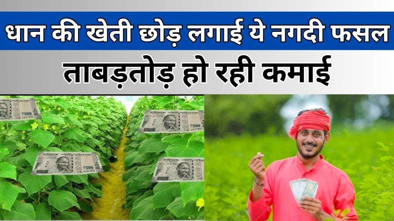 धान की खेती छोड़ लगाई ये नगदी फसल