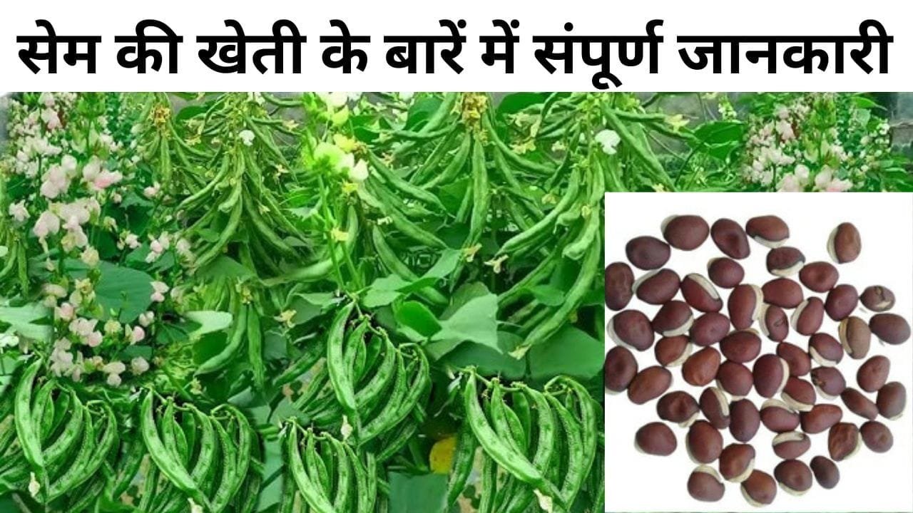 सेम की खेती