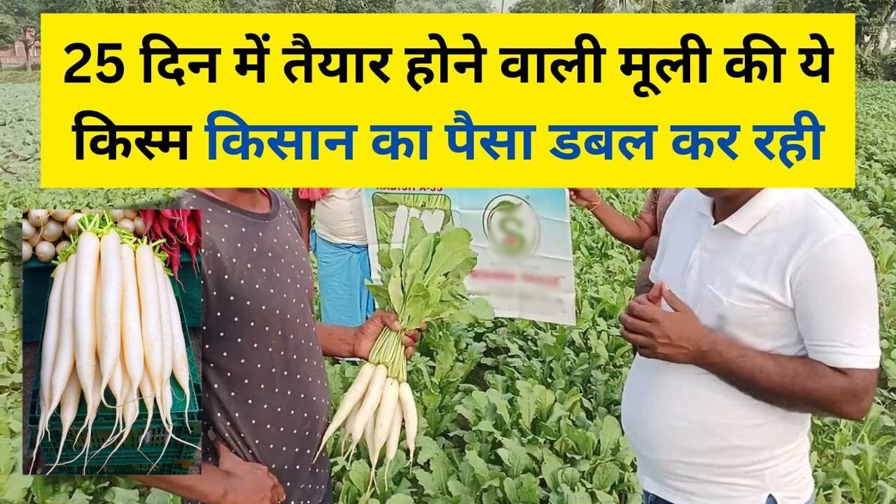 मूली की ये किस्म