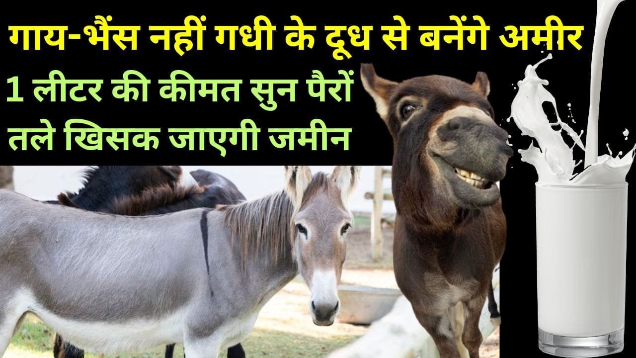 गधी के दूध से बनेंगे अमीर