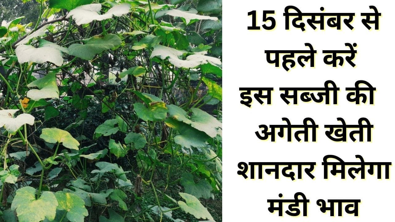15 दिसंबर से पहले करें इस बेल वाली सब्जी के अगेती खेती