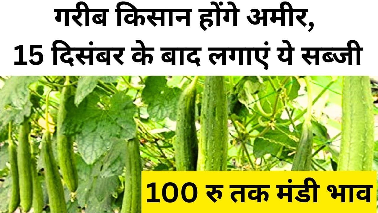 15 दिसंबर के बाद लगाएं ये सब्जी